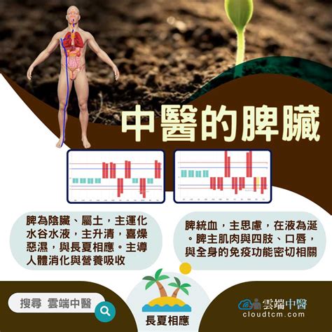 脾臟功能不好|從脾經組成的經絡型態，理解中醫的「脾臟」究竟是什。